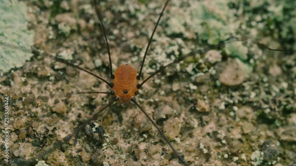 Macro: Slow rotating zoom on a red orange Daddy longlegs holding position Macro: Slow rotating zoom on a red orange Daddy longlegs holding position
