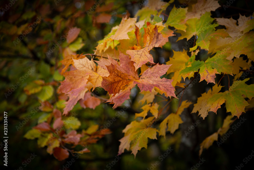 365 Challenge - Day 303