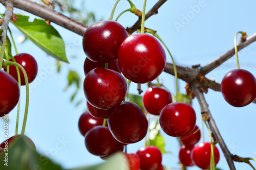 ripe red cherry on a branch with green leaves