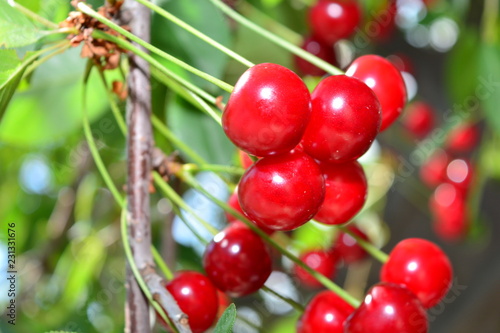 ripe red cherry on a branch with green leaves
