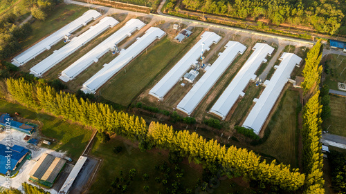 Surfaces on Livestock house  land and Cattle Farm in rural in Thailand with sunrise  fog and mountain background  photo by drone from hight view 