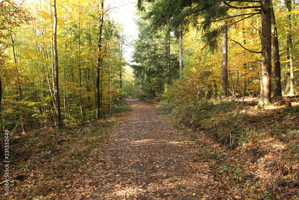 Obraz premium Laubwald im Herbst 11