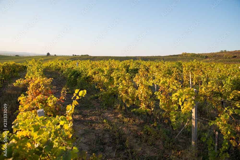 Tuscan vineyardsThe sunset on the vineyards of the Bolgheri wine.