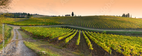 Fényképezés Rows of yellow vineyards at sunset in Chianti region near Florence during the colored autumn season