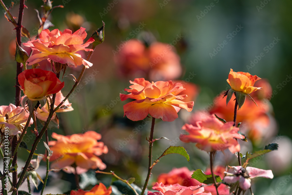 オレンジ色のバラの花 オレンジ色のバラの花