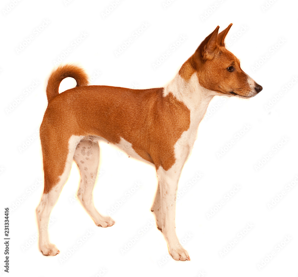 Ten month old Basenji puppy Ten month old Basenji puppy