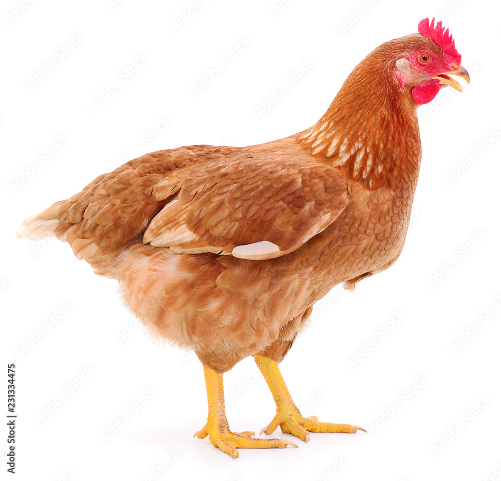 Fototapeta premium Brown hen isolated.