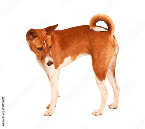 Basenji twisting to look behind her