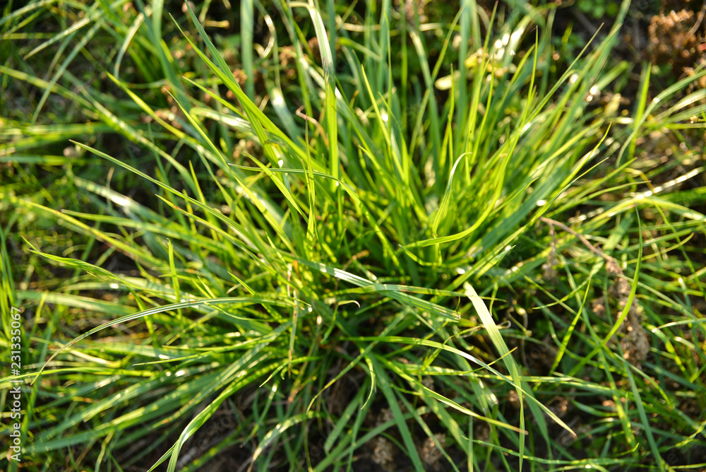 Obraz premium a pile of lush green grass covered with sunshine