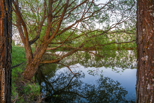 Fototapeta Naklejka Na Ścianę i Meble -  View of the lake and trees near Moscow. Russia
