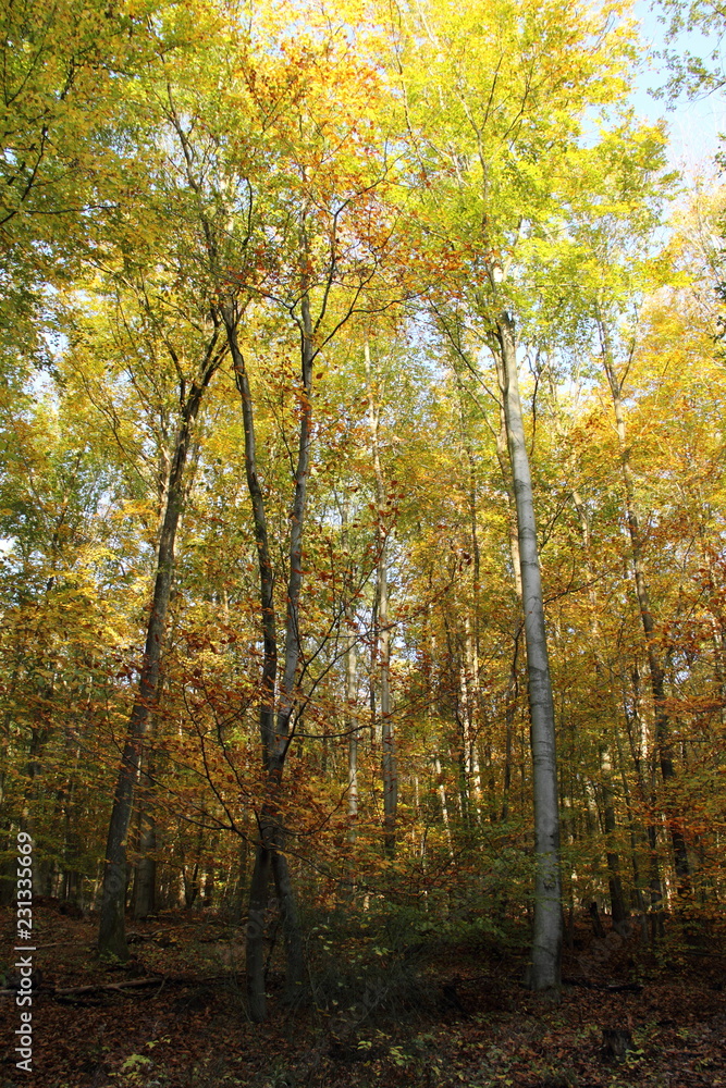 Obraz premium Laubwald im Herbst 7