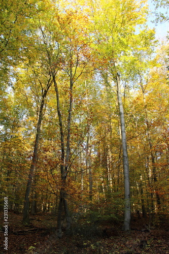 Laubwald im Herbst 7
