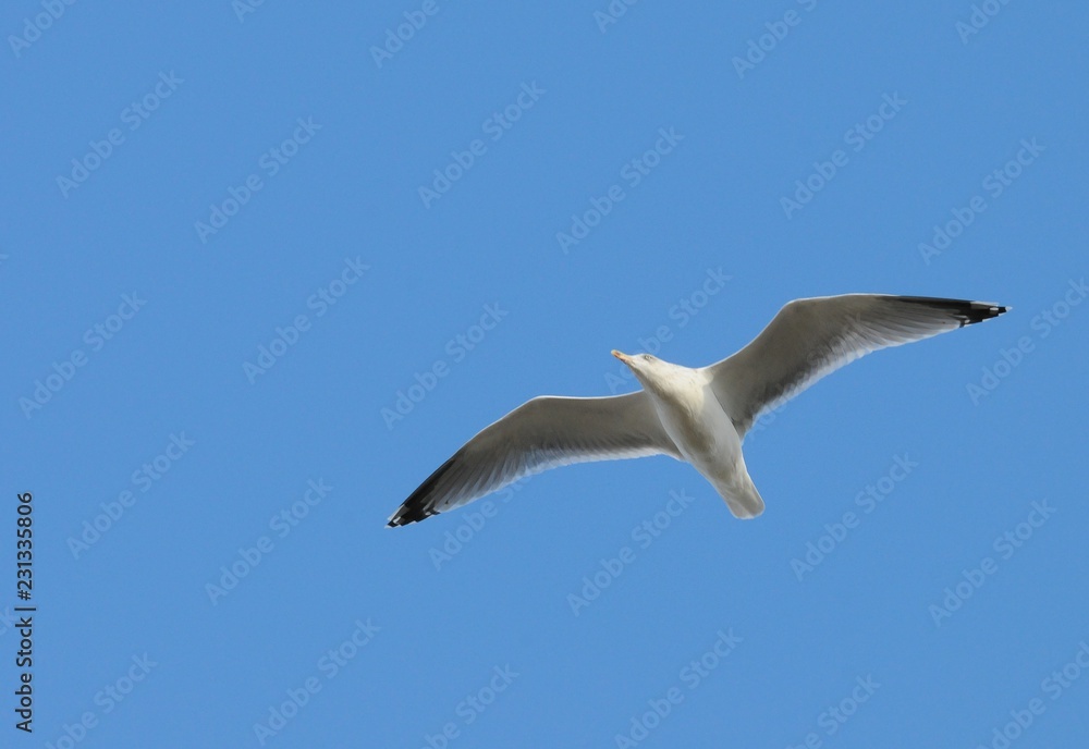 Möwe an einem Strand an einem windigen Herbsttag Möwe an einem Strand an einem windigen Herbsttag