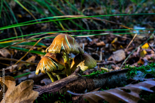 Mushroom in Autumn Forest in Netherlands