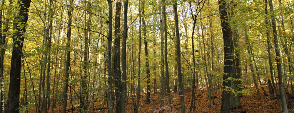Laubwald im Herbst 5 Laubwald im Herbst 5