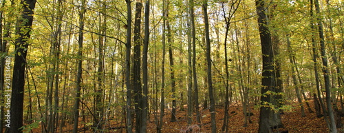 Laubwald im Herbst 5