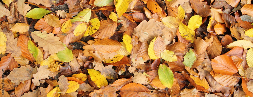 Herbstlaub 1 Herbstlaub 1