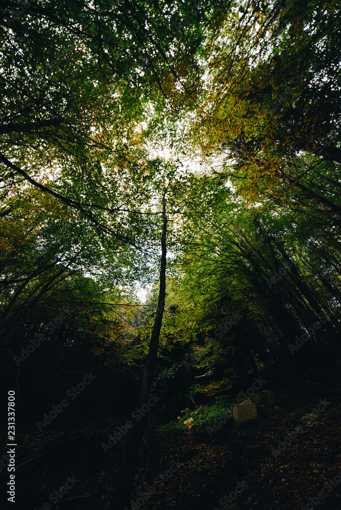 Obraz premium Brown autumn forest