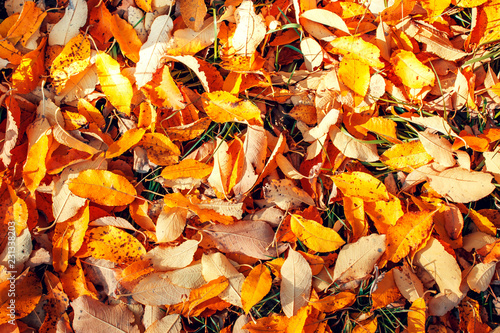 Colorful texture autumn leaves. Autumn background. © sergofan2015