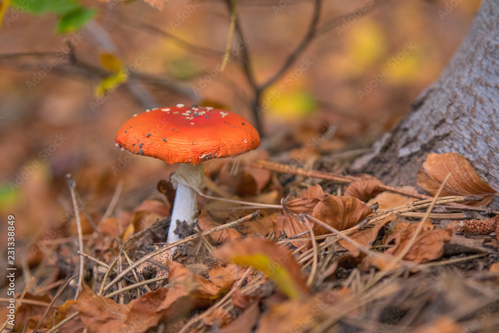 Mushrooms Autumn landscape. Amanita muscaria on Etna Mushrooms Autumn landscape. Amanita muscaria on Etna