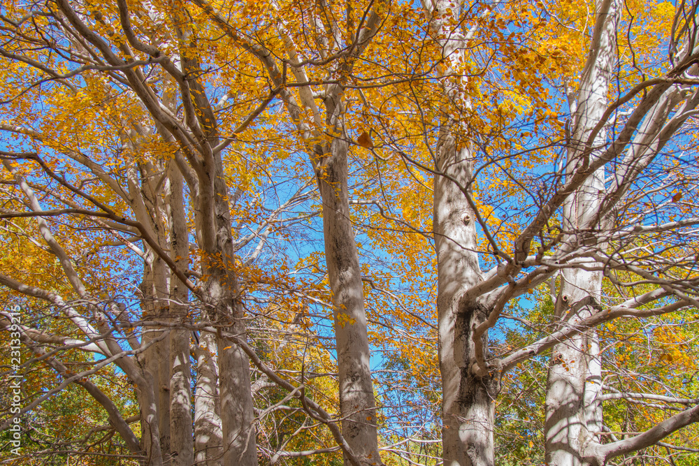 Fototapeta premium Trofa du Camperi, age-old beech on the Etna volcano in the autumn season