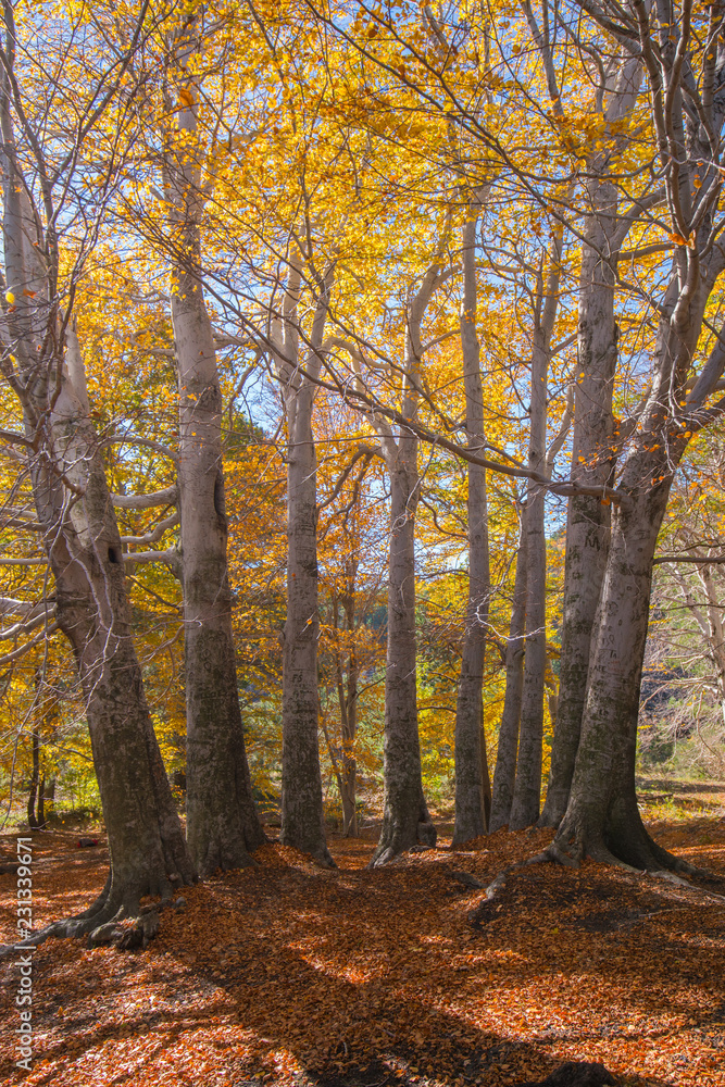 Fototapeta premium Trofa du Camperi, age-old beech on the Etna volcano in the autumn season