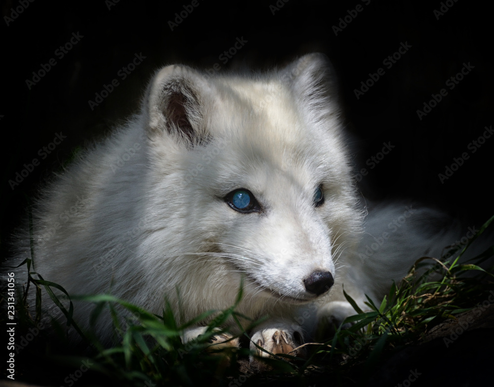 Blue eyes Arctic fox