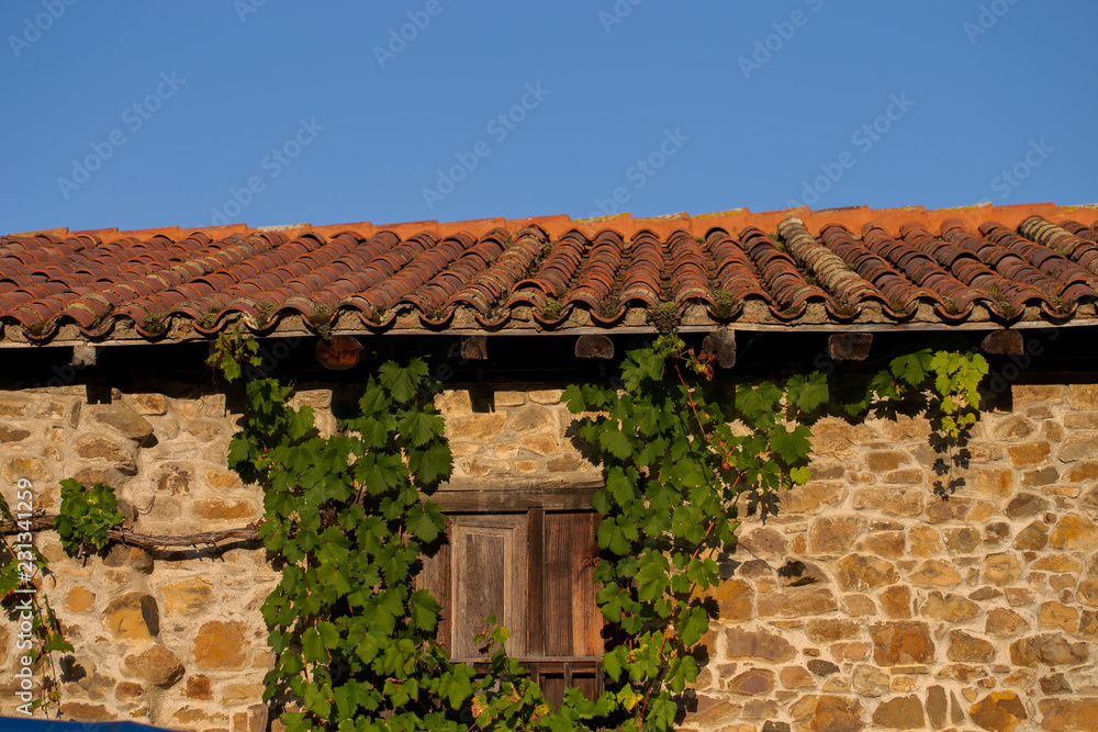 Vine leaves on a wall