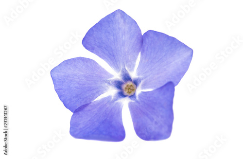 vinca flower isolated