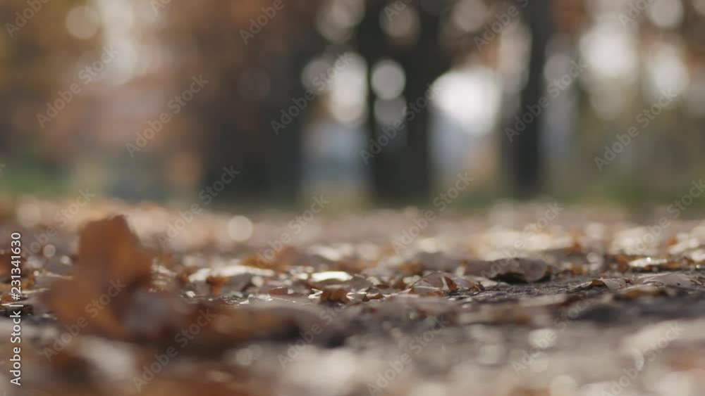 Slow motion low angle closeup focus pull of autumn oak alley in park