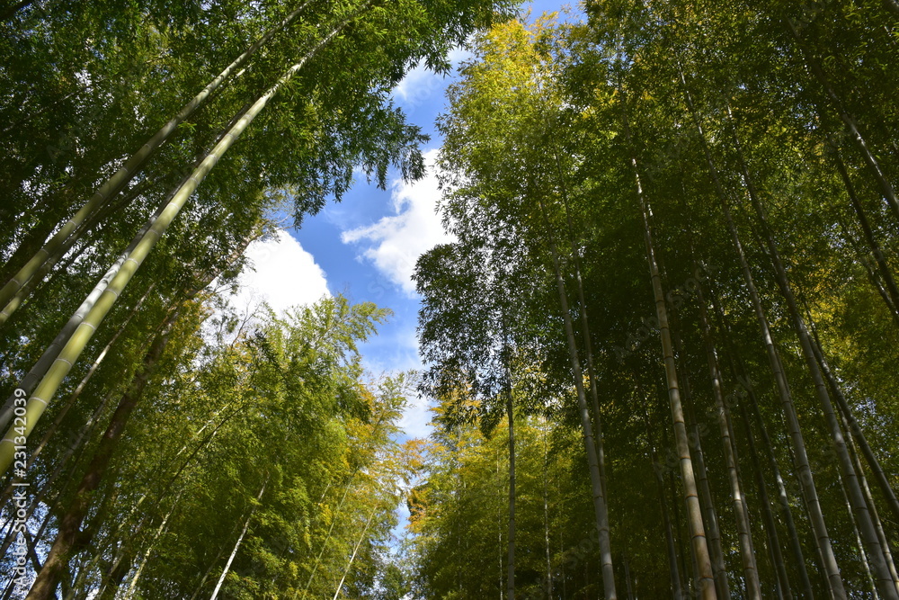 Fototapeta premium 竹林から見える青空