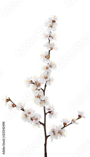 branch with flowers of apricot isolated
