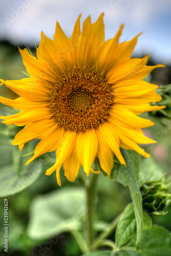 Fototapeta Naklejka Na Ścianę i Meble -  Blüte der Sonnenblume 