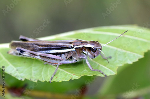 Marsh grasshopper © Henri Koskinen