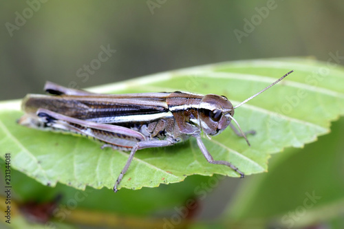 Marsh grasshopper