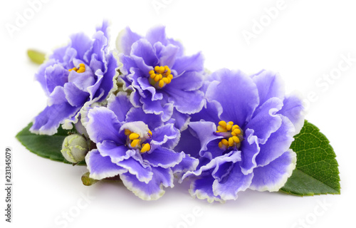 Violets beautiful flowers. © Galyna