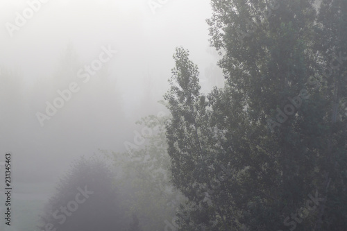 Trees in the fog, copy space