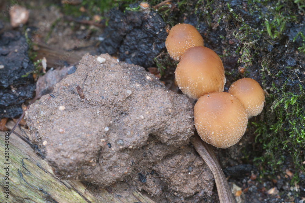 Fototapeta premium Coprinus micaceus mushroom