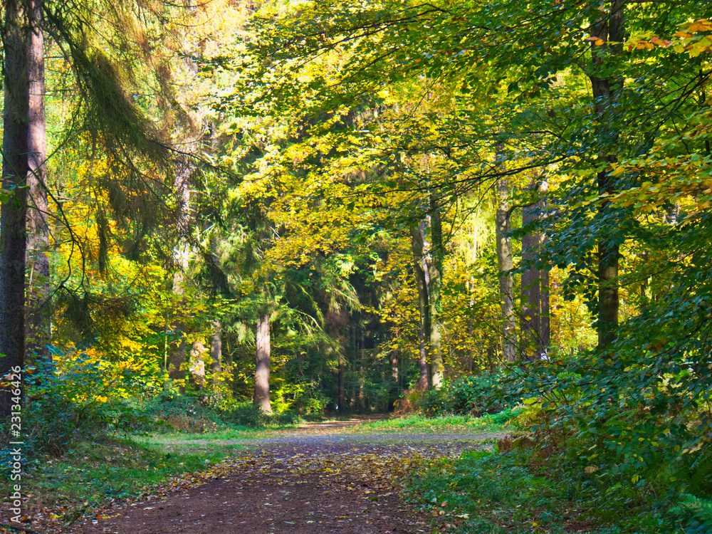 Fototapeta premium Wald im Herbst