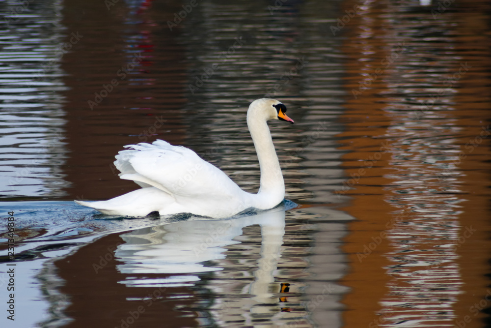 Fototapeta premium urban swan