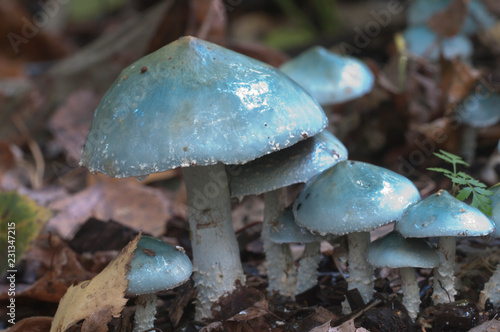 Stropharia caerulea mushrooms