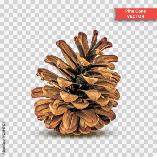Single detailed pine cone isolated on transparent background. Object Decor for New Year and Christmas. Realistic Vector Illustration