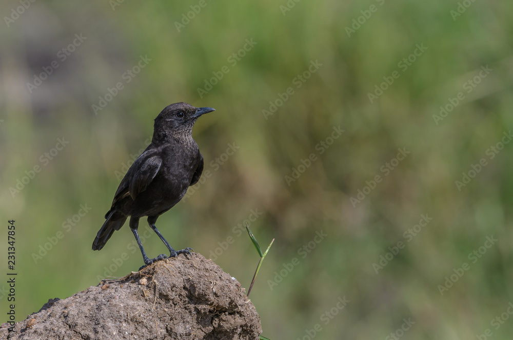 An Ashy Starling An Ashy Starling