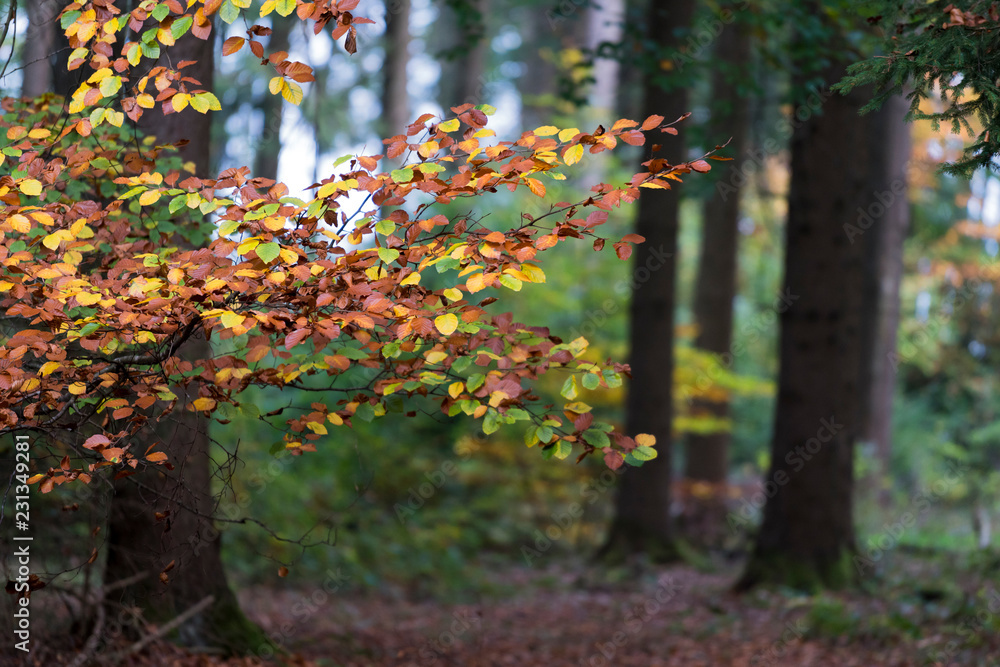 Im Wald im Herbst Im Wald im Herbst