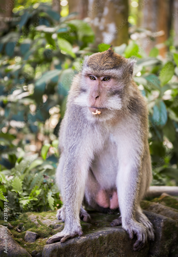 Long-tailed macaque on Bali island Long-tailed macaque on Bali island