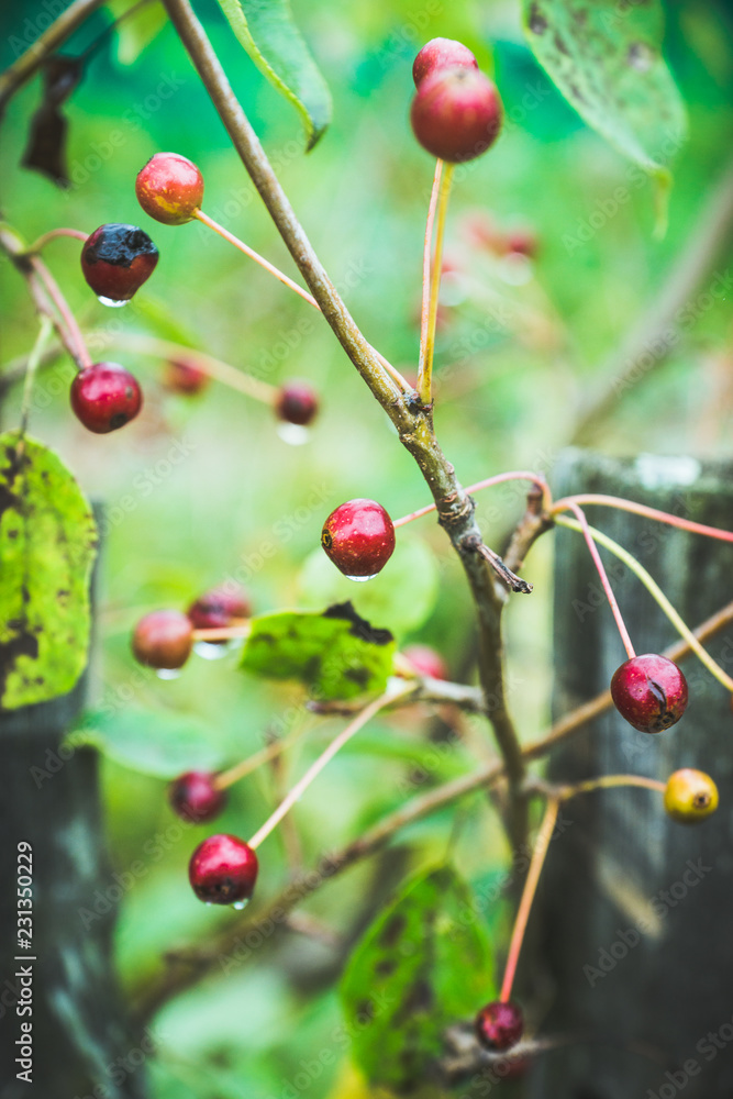 Wild apples (crab apples) on the tree. Selective focus. Shallow depth of field. Wild apples (crab apples) on the tree. Selective focus. Shallow depth of field.