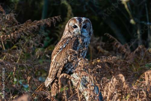 Tawny Owl Brown Owl Strix aluco