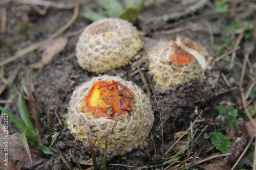 Photos Début de fructification d'Amanite tue-mouche - Amanita muscaria