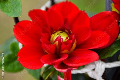 Fototapeta Naklejka Na Ścianę i Meble -  真っ赤なダリア