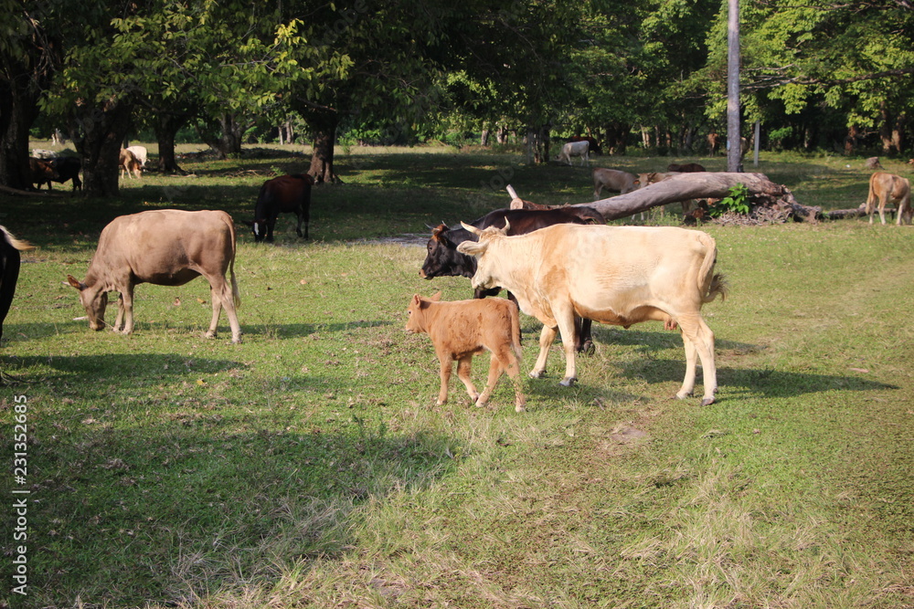 cows on pasture